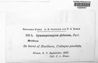 Image of Gymnosporangium globosum